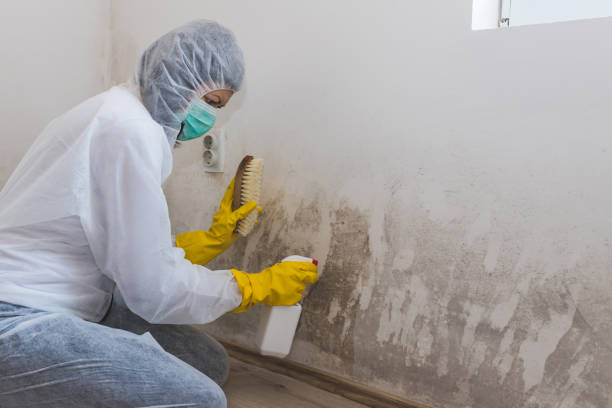 Best Basement Mold Remediation in Middletown, OH