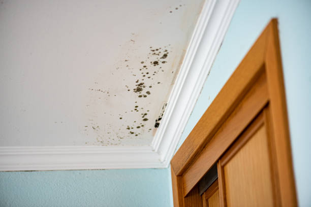 Professional Mold Remediation in Middletown, OH