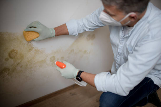 Best HVAC Mold Remediation in Middletown, OH