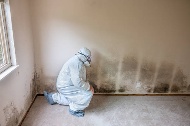 Best DIY Mold Remediation Support Services in Middletown, OH