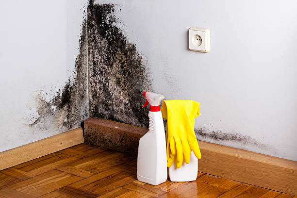 Best White Mold Remediation in Middletown, OH