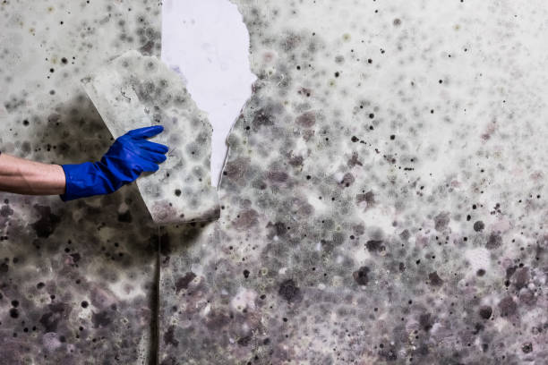 Reliable Middletown, OH Mold Remediation Solutions